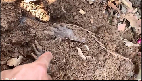 ����ޥ������ĸ�������ޤäƤ���01