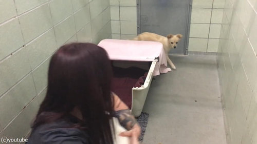 ママ犬が4匹の子犬と再会05