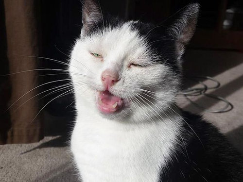 くしゃみ直前の猫03