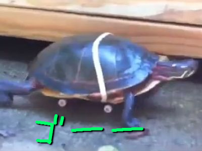 スケボー亀