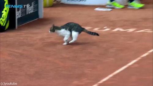 テニスの試合に猫が乱入03