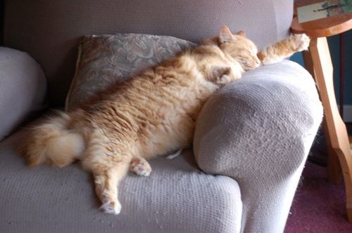 猫が鳥を見るポーズ05