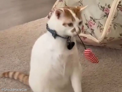 おもちゃを口にくわえた猫が「けん玉」みたいな遊びを開発する