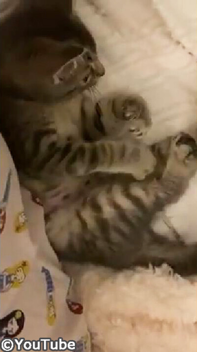 猫「おもちゃが……なくなっちゃったニャ03