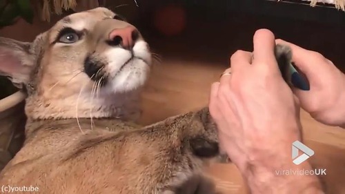 ピューマの爪切り02