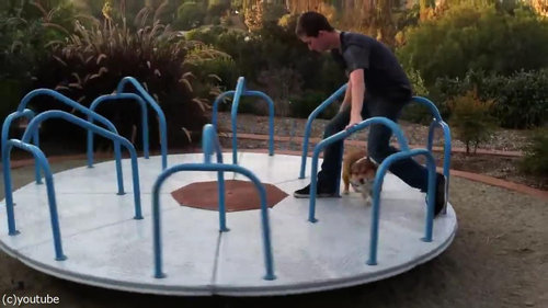 まわるコーギー犬03