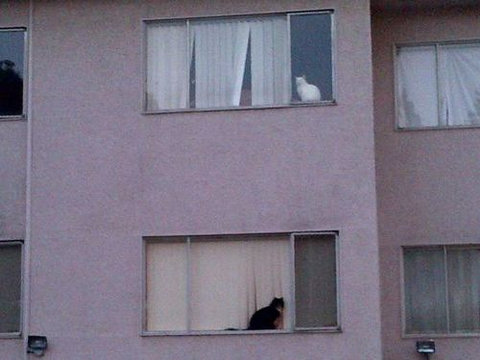 猫が「スパイvsスパイ」05