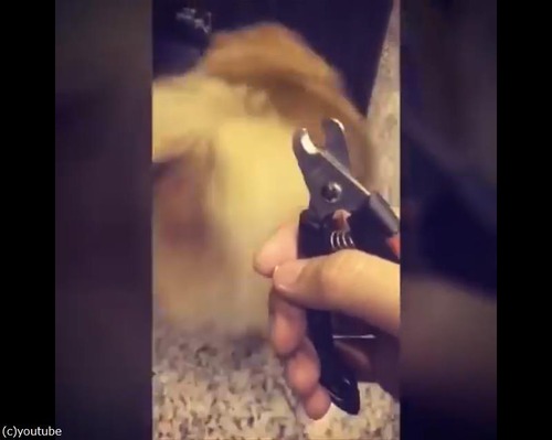 爪切りを見ると隠れるポメ02