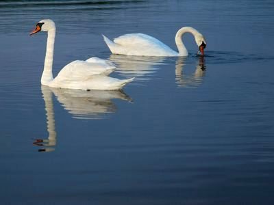 スワンボート00