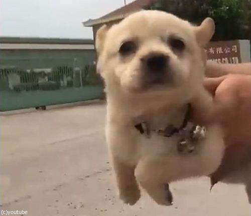 空を飛んでるつもりの子犬が あまりにかわいい 動画 らばq
