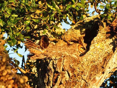 フクロウの保護色18