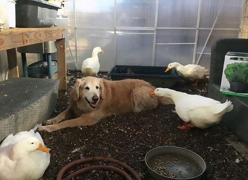 アヒルと犬が親友に03