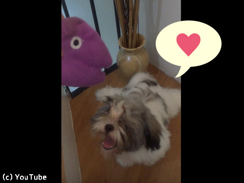 おもちゃの真似をするシーズー00