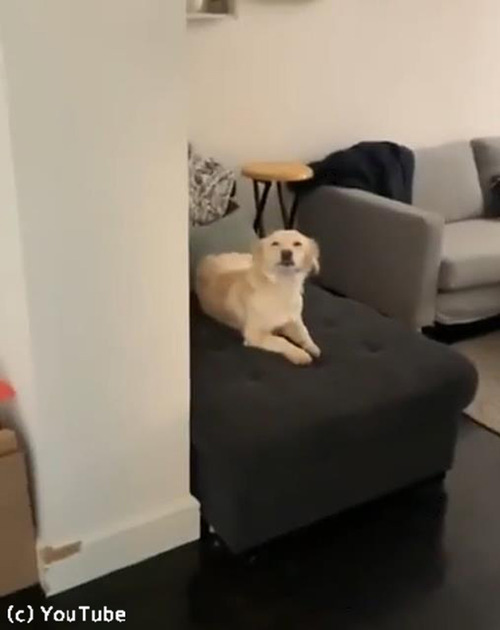 飼い主さんの帰宅を笑顔で出迎える犬02