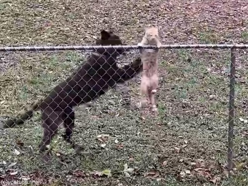 柵の外に出ようとする猫を…強引に引き戻す犬（動画）