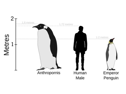 フロリダの巨大ペンギン