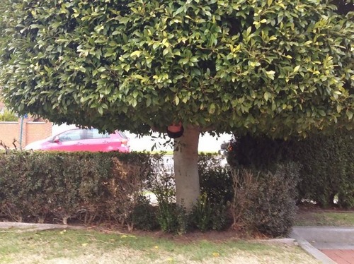 庭師の友人が送りつけてくる写真02