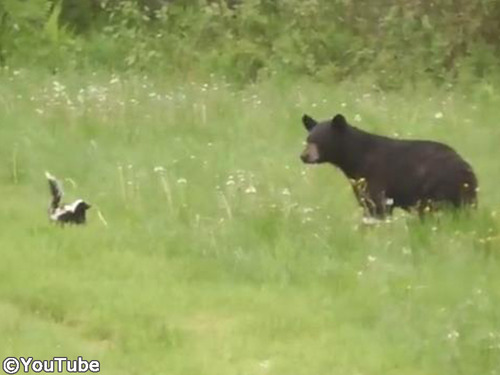 絶体絶命のスカンクがクマを撃退する瞬間00