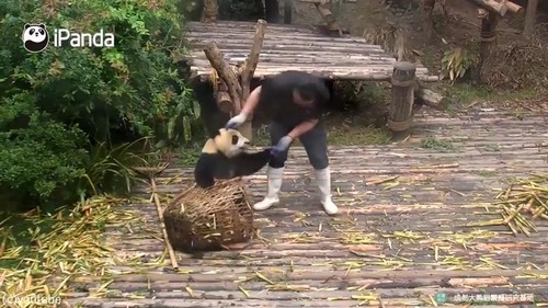 かまってほしくて仕方がないパンダ02