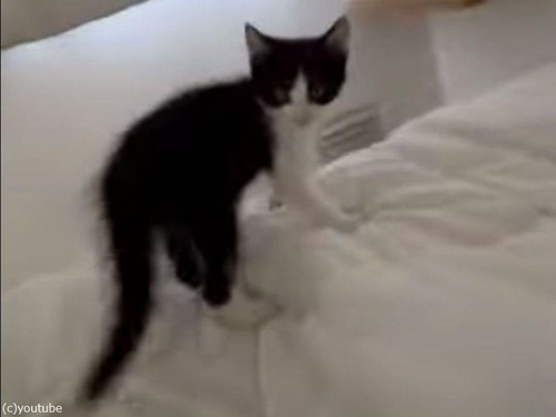 子猫がすごい格闘術を見せようとして…ベッドから落ちる（動画）