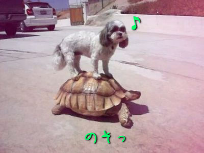 カメに乗る犬