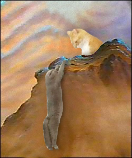 猫のフォトショップバトル10