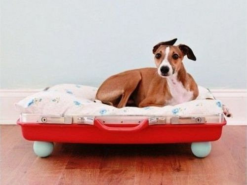 ペットのインテリア01