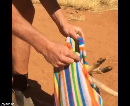 孤児カンガルーの寝かし方04