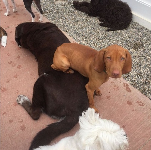 この犬の座り方04