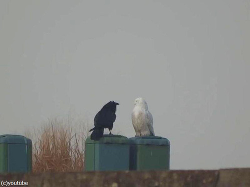 仲良しのフクロウとカラス03