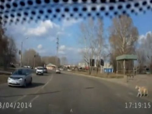 道路を渡りたがる犬01