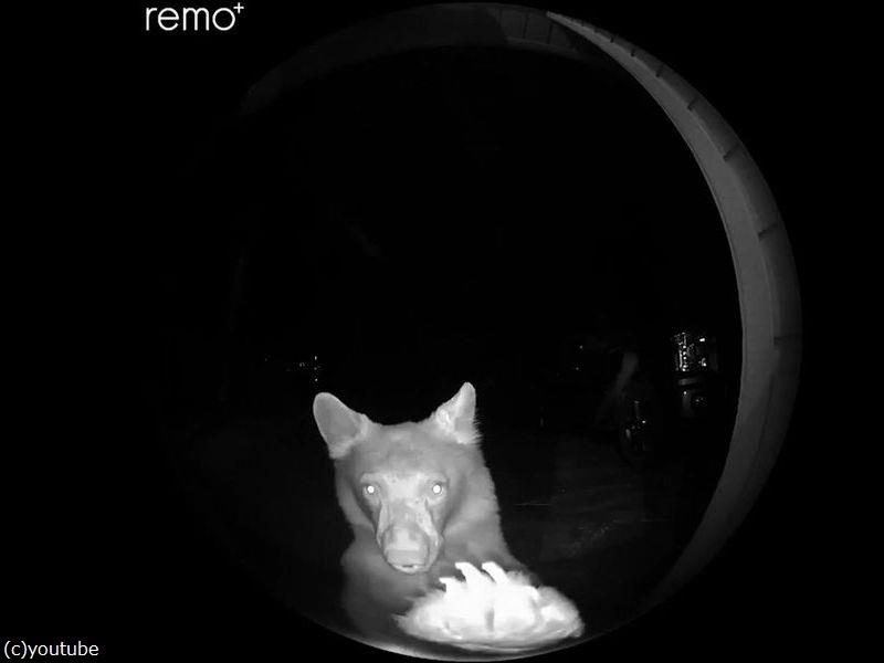 夜中にピンポンが鳴ったら 訪問者はクマだった 動画 らばq