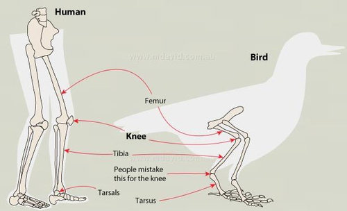 ペンギンにひざ02