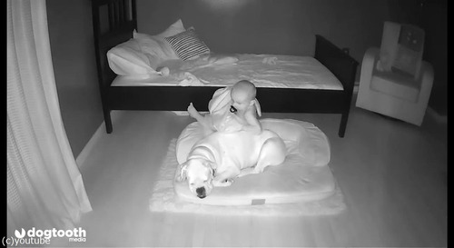 ベッドから降りて犬の隣で寝る赤ちゃん02