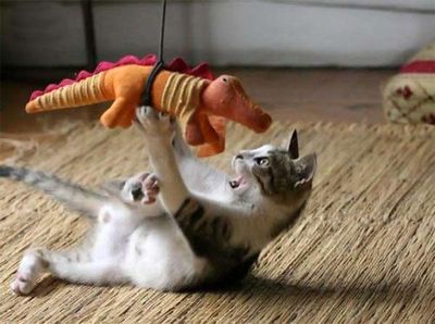 猫攻撃TOP