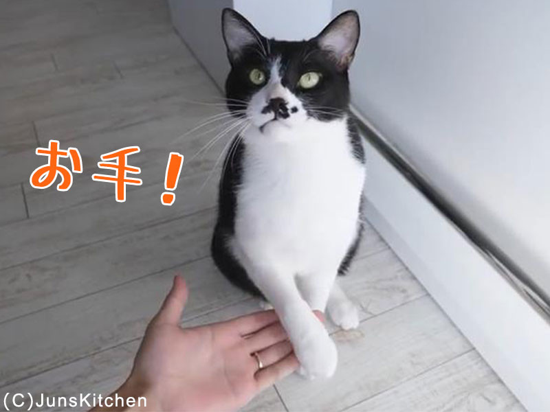 猫に お手 を覚えさせる方法 これはわかりやすい 動画 らばq 猫に お手 を覚えさせる方法 これはわかりやすい 動画 らばq