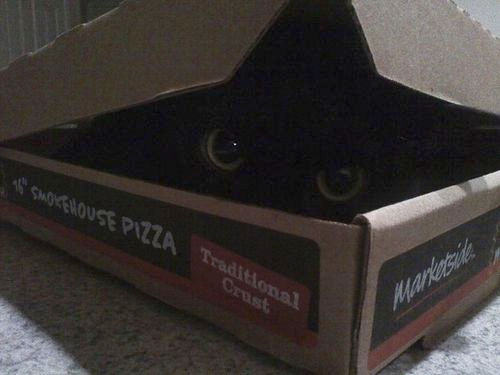 ピザ猫23
