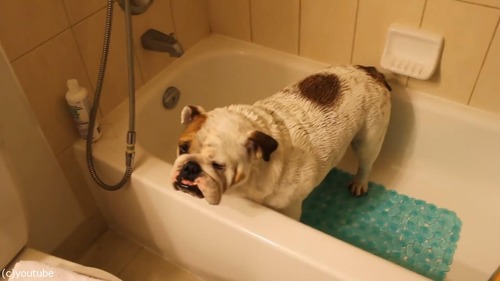 風呂嫌いの犬をおとなしく連れて行く方法08