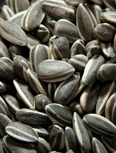 ひまわりの種04