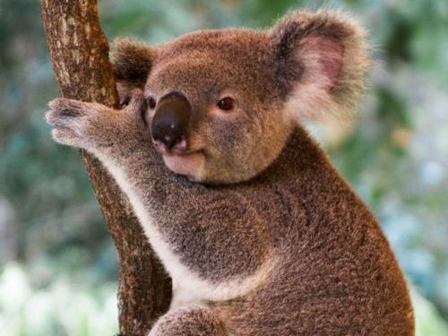 コアラが獰猛なとき00