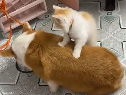 ǭ�����Ӥ򿩤٤븤�Τ��ʤ���ޥå��������Ƥ�����04