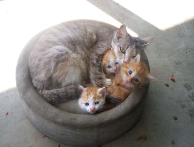 猫が、猫がはみ出てる…03