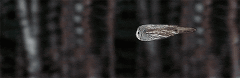 飛ぶフクロウ04