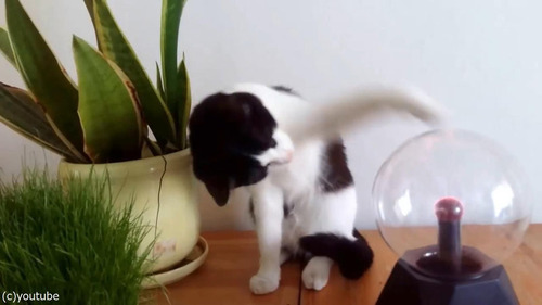 �ץ饺�ޥܡ��뤬���ˤʤ�ǭ07