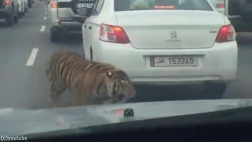 高速道路に虎04
