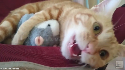 声真似おもちゃを猫に与えた結果01