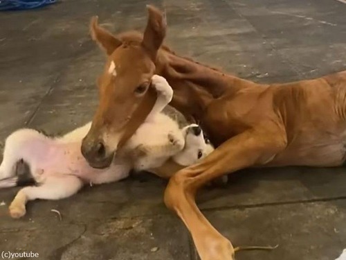 ケガ療養中の仔馬と優しい犬が…仲良く遊ぶ（動画）
