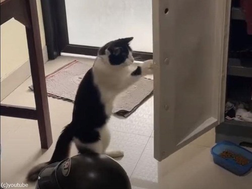 猫のパンチトレーニング