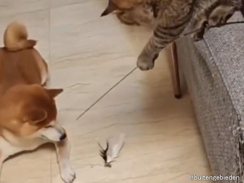 「うちの猫は、どうやら犬の釣り方を覚えたようだ…」