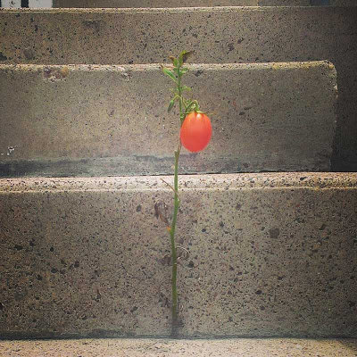 10生命力のる植物たち